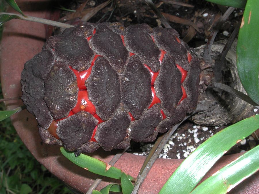 Zamiaceae Zamia pumila