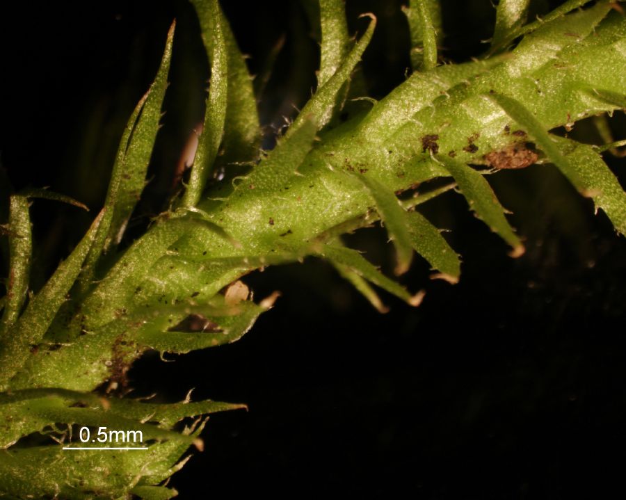 Lycopodiaceae Lycopodiella alopecuroides