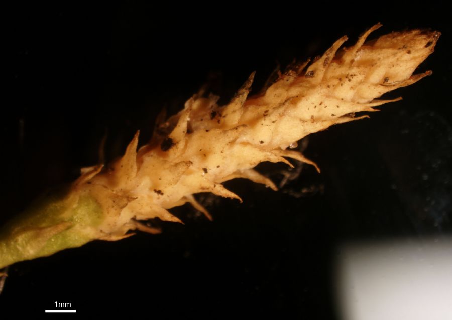 Lycopodiaceae Pseudolycopodiella caroliniana