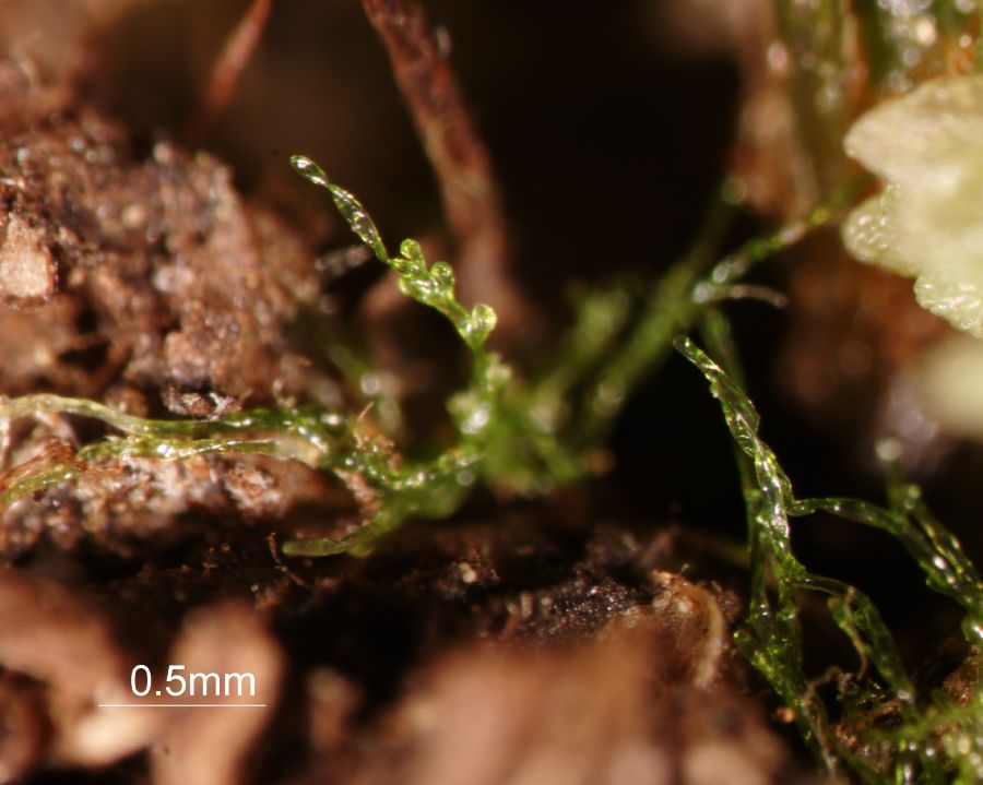 Schizaeaceae Schizaea pusilla