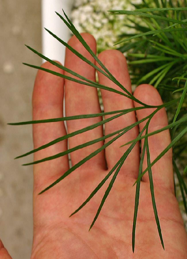 Pteridaceae Actiniopteris semiflabellata
