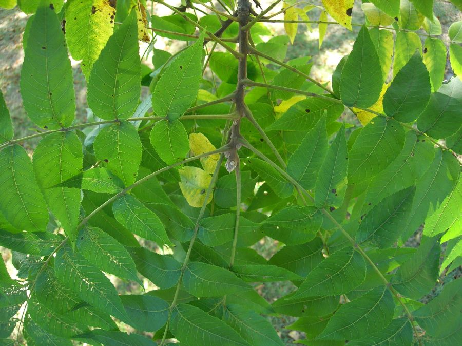 Juglandaceae Juglans nigra