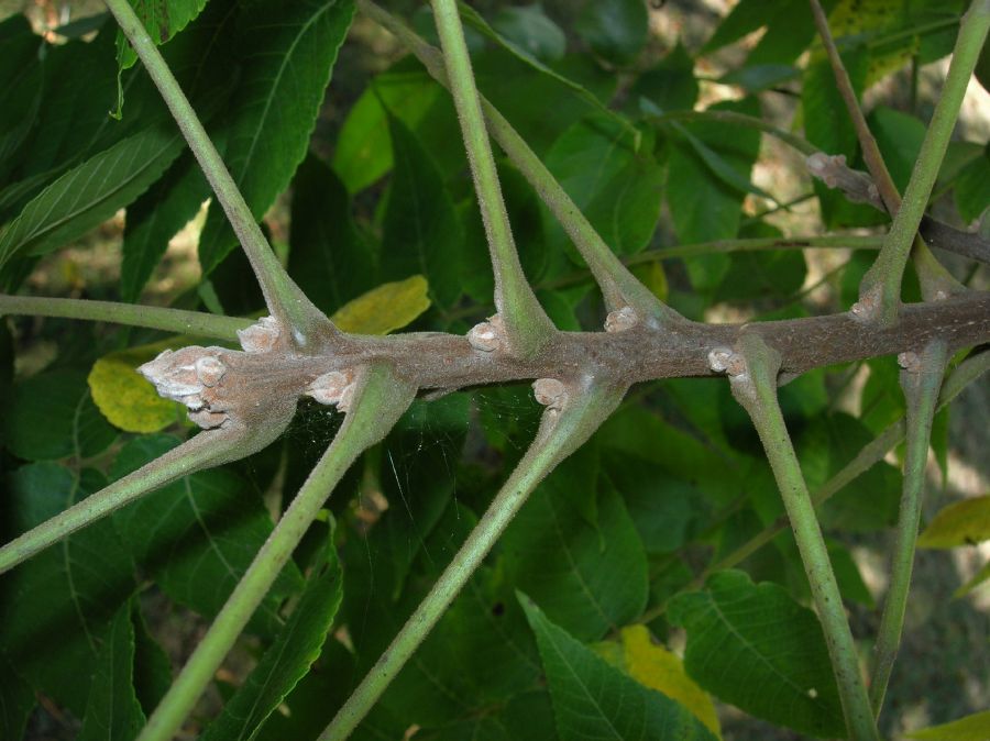 Juglandaceae Juglans nigra