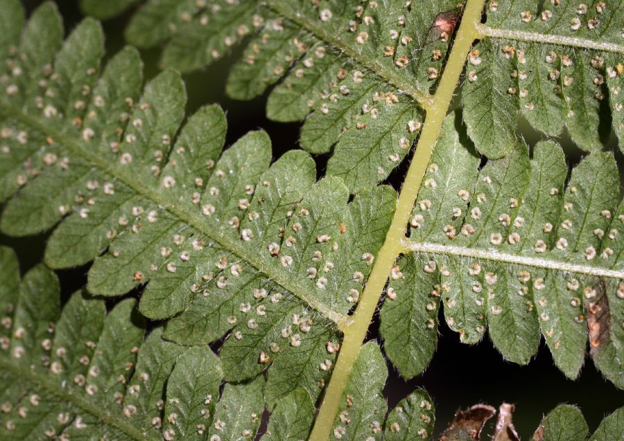 Thelypteridaceae Amauropelta novaboracensis