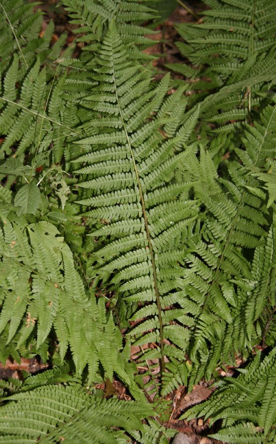 Dryopteridaceae Dryopteris filix-mas