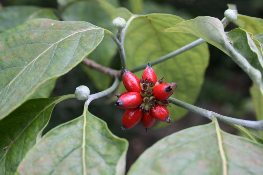 Cornaceae Cornus florida