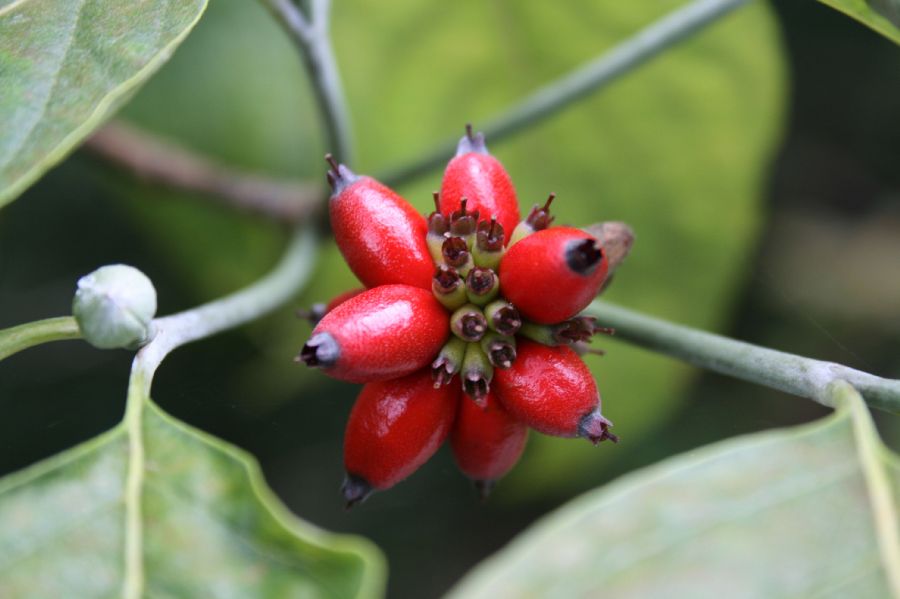 Cornaceae Cornus florida