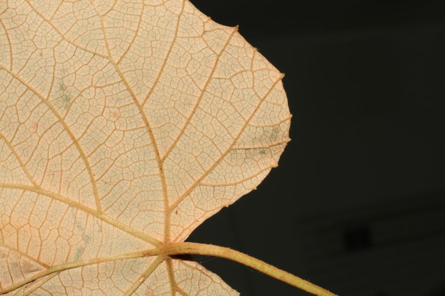 Vitaceae Vitis cinerea