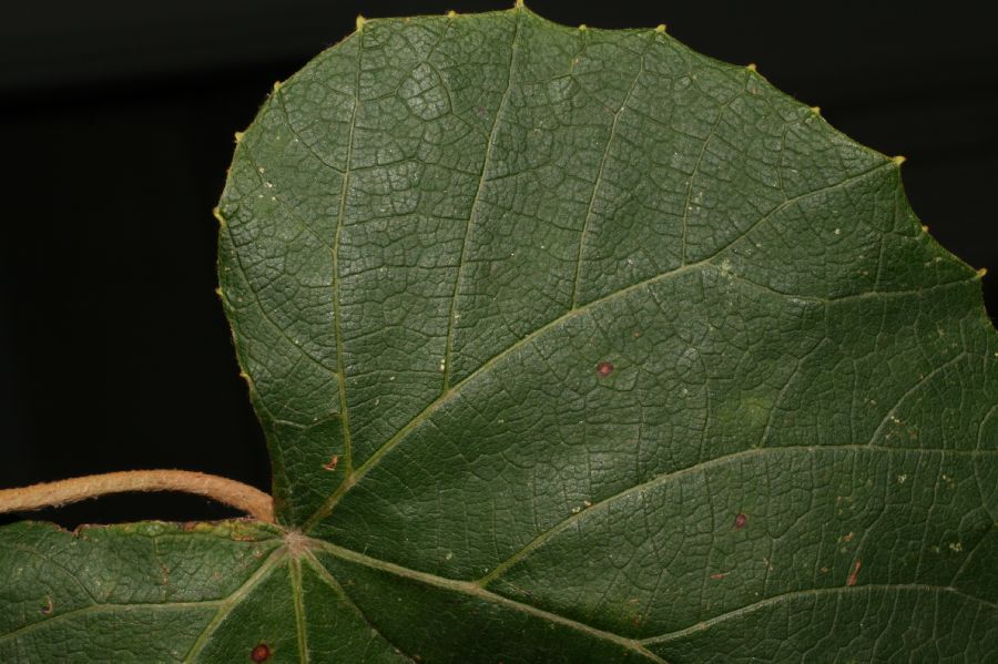 Vitaceae Vitis cinerea