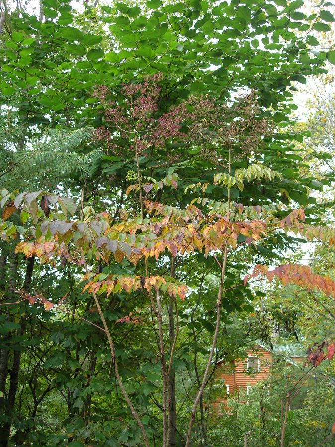 Araliaceae Aralia spinosa