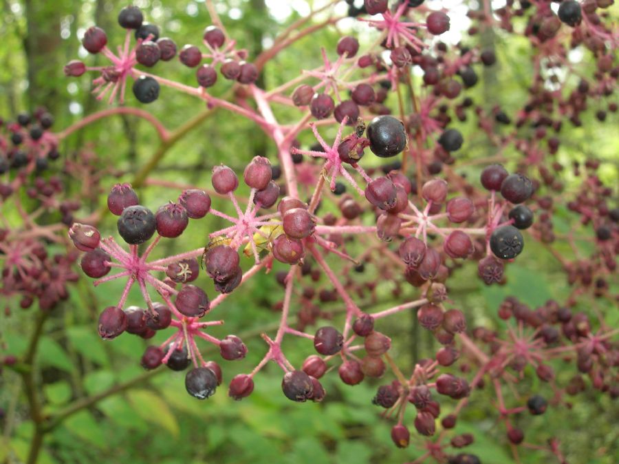 Araliaceae Aralia spinosa