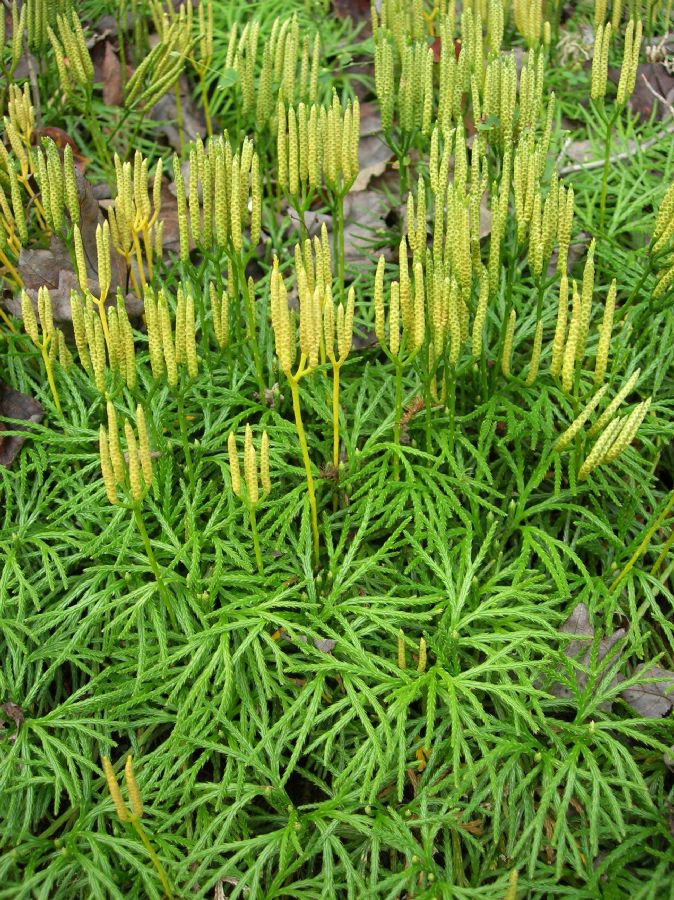 Lycopodiaceae Diphasiastrum digitatum