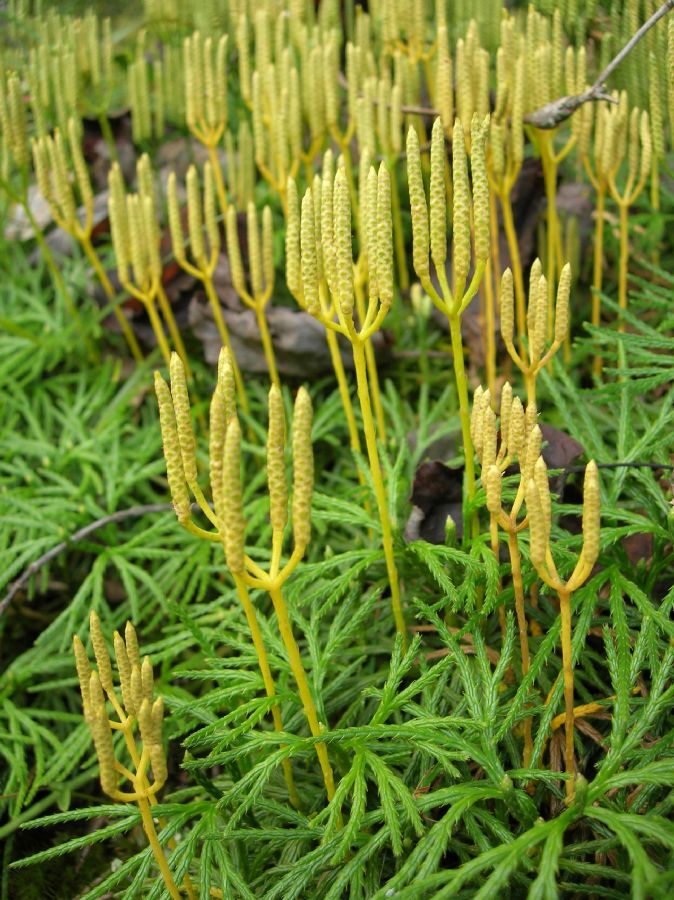 Lycopodiaceae Diphasiastrum digitatum