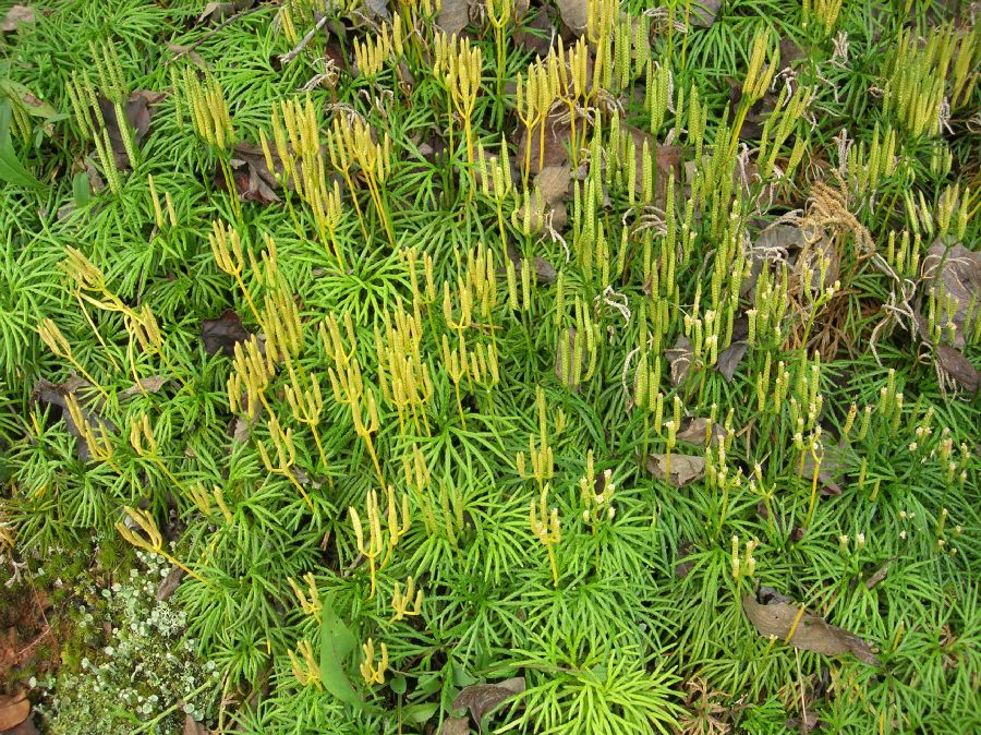 Lycopodiaceae Diphasiastrum digitatum