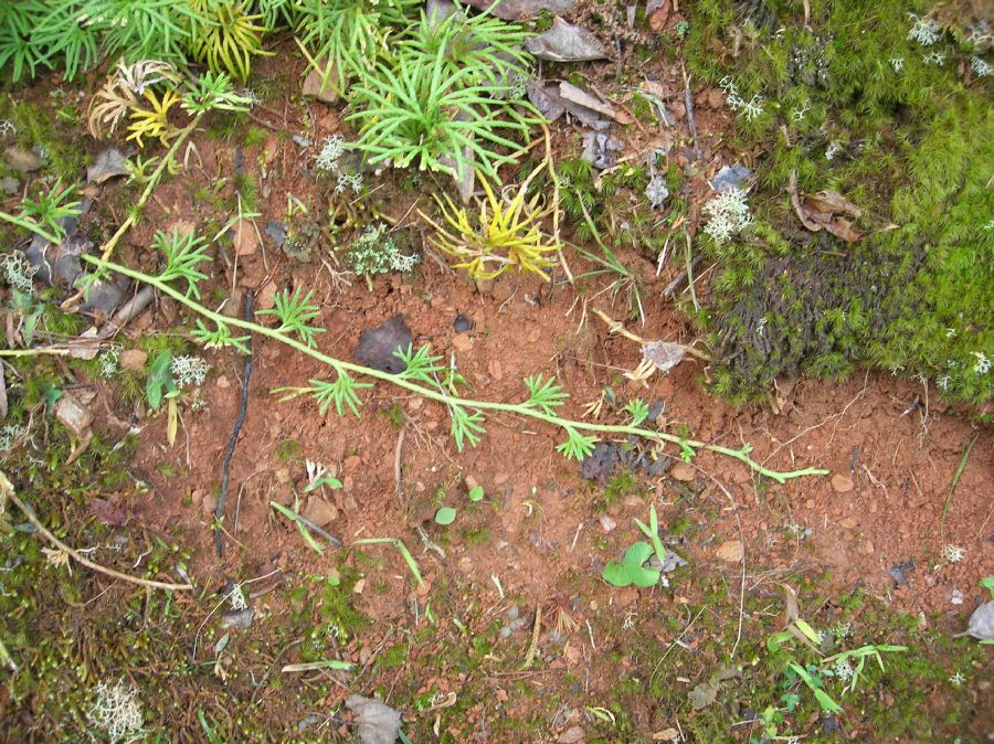 Lycopodiaceae Diphasiastrum digitatum