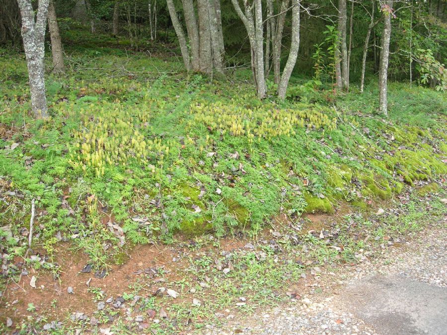 Lycopodiaceae Diphasiastrum digitatum