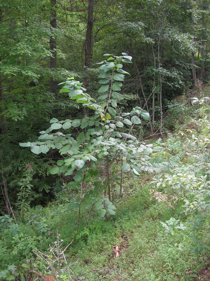 Moraceae Morus rubra