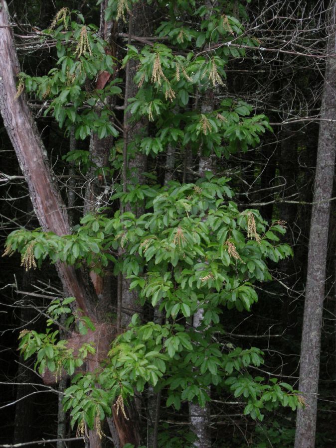 Ericaceae Oxydendrum arboreum