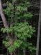 image of Oxydendrum arboreum