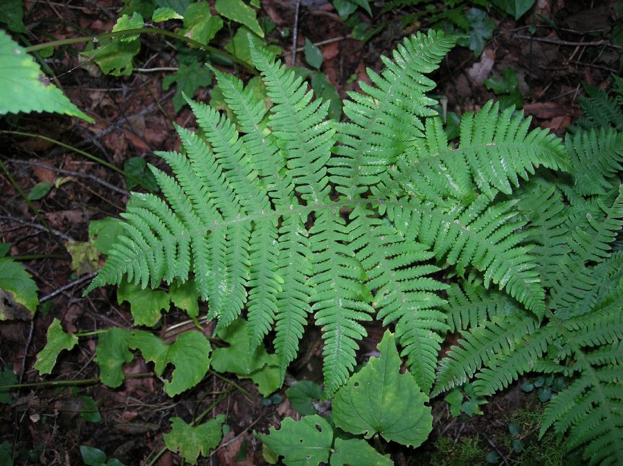 Thelypteridaceae Phegopteris hexagonoptera