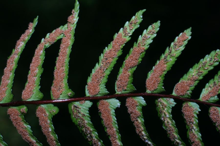 Aspleniaceae Asplenium platyneuron