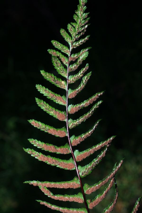 Aspleniaceae Asplenium platyneuron