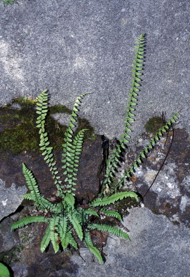 Aspleniaceae Asplenium platyneuron