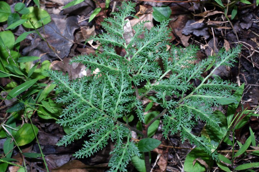 Ophioglossaceae Botrychium dissectum