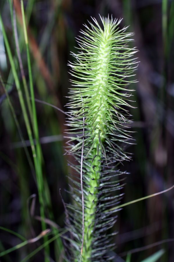 Lycopodiaceae Lycopodiella alopecuroides