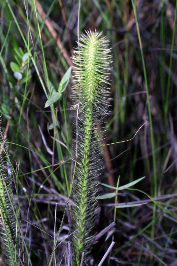 Lycopodiaceae Lycopodiella alopecuroides