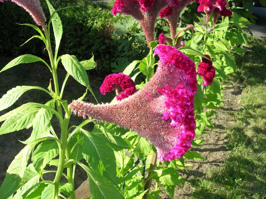 Amaranthaceae Celosia argentea