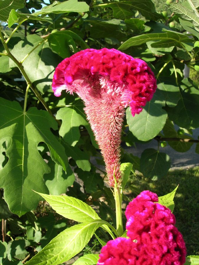 Amaranthaceae Celosia argentea