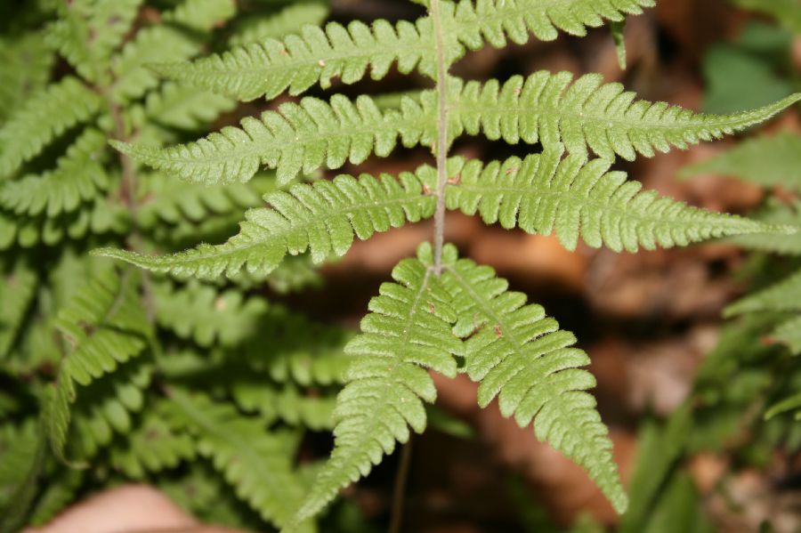 Thelypteridaceae Phegopteris connectilis