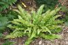 image of Asplenium scolopendrium