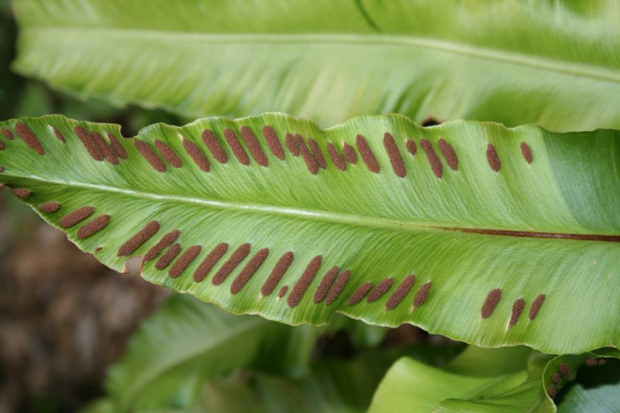 Aspleniaceae Asplenium scolopendrium