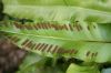 image of Asplenium scolopendrium