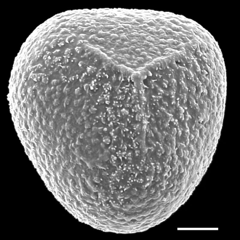 Pteridaceae Acrostichum aureum