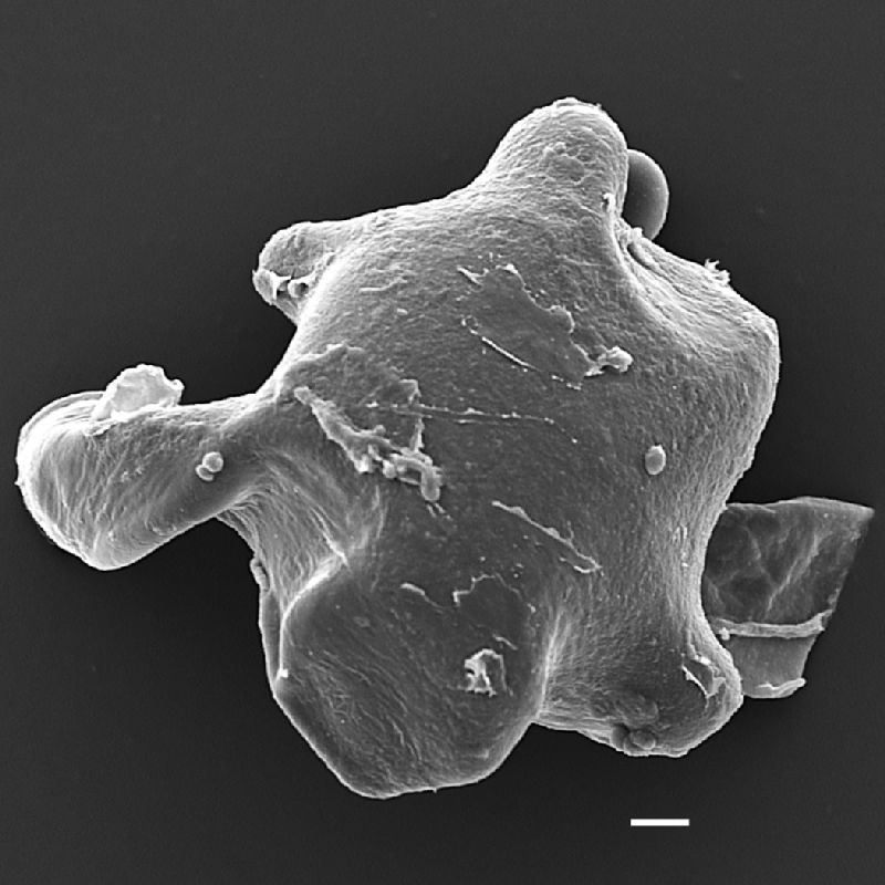 Pteridaceae Acrostichum aureum