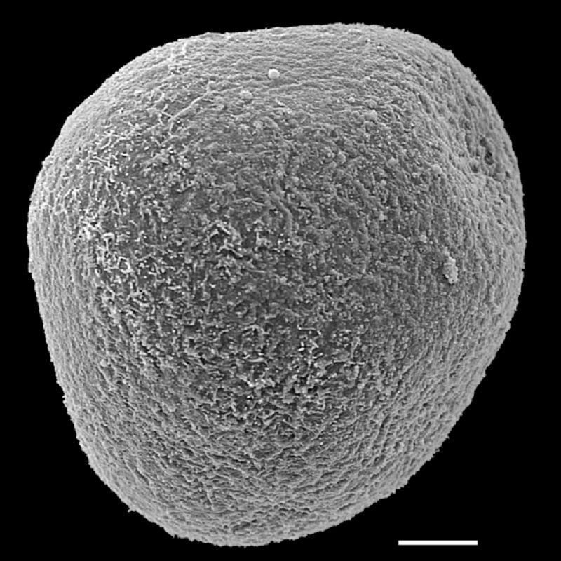 Pteridaceae Acrostichum danaeifolium