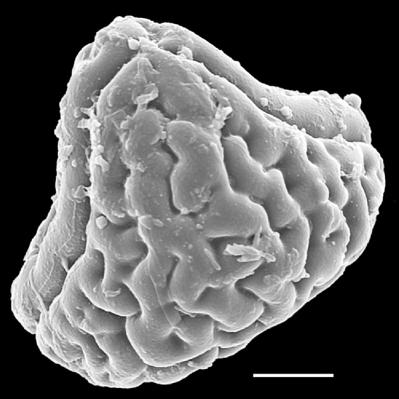 Pteridaceae Actiniopteris dimorpha