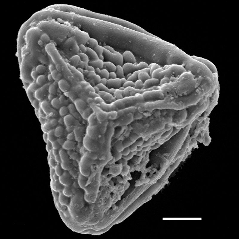 Pteridaceae Actiniopteris dimorpha