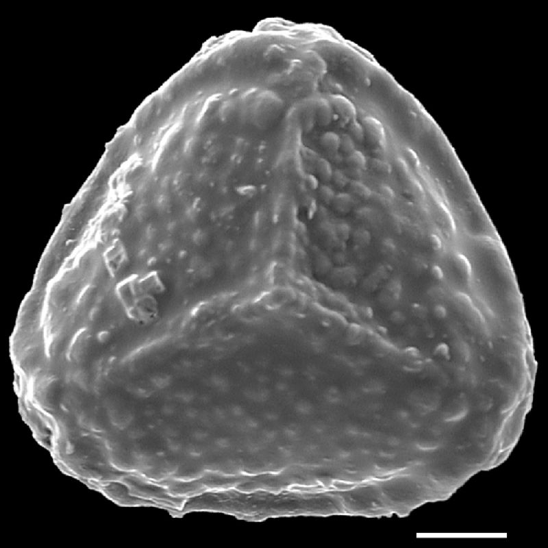 Pteridaceae Actiniopteris radiata