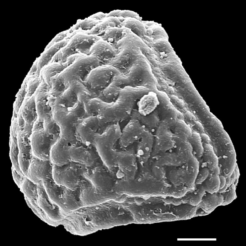 Pteridaceae Actiniopteris radiata