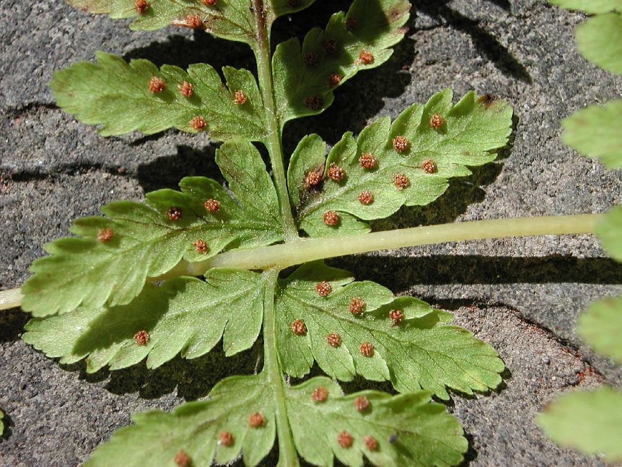 Cystopteridaceae Cystopteris bulbifera