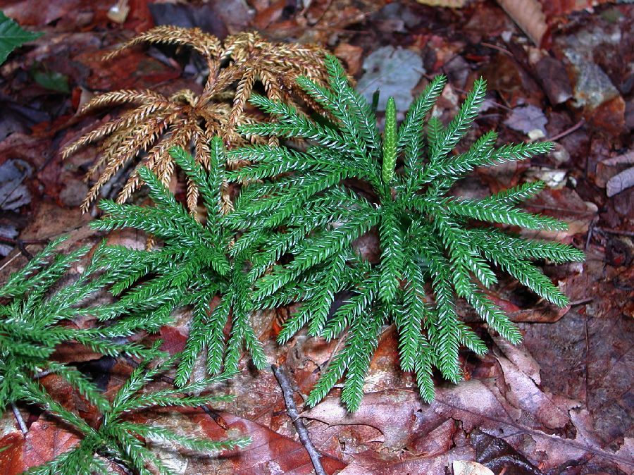 Lycopodiaceae Dendrolycopodium obscurum