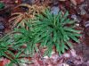 image of Dendrolycopodium obscurum