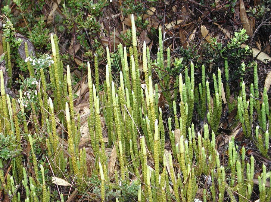 Lycopodiaceae Lycopodium contiguum