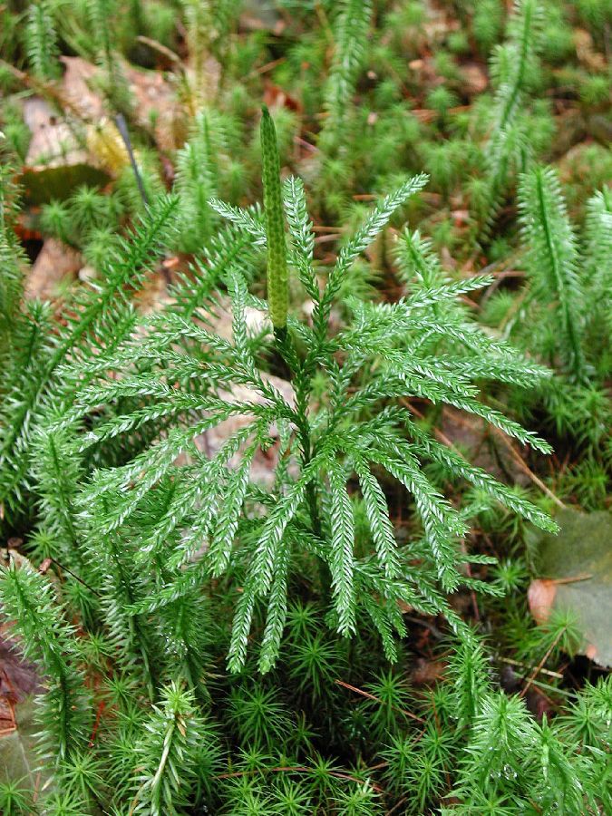 Lycopodiaceae Dendrolycopodium obscurum