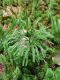 image of Dendrolycopodium obscurum