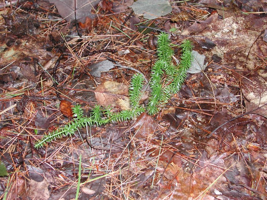 Lycopodiaceae Spinulum annotinum